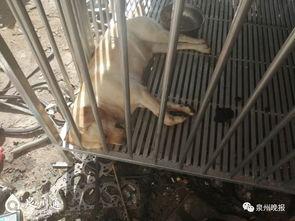 泉州爆料大狗视频,究竟何方神圣?  第3张 泉州爆料大狗视频,究竟何方神圣?  第3张